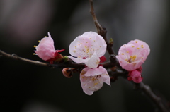 お花