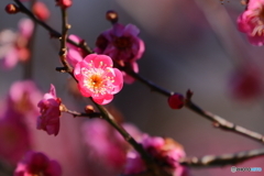 梅の花