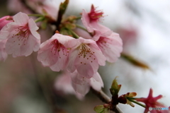 街に咲く花