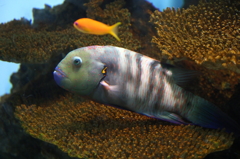 葛西臨海水族園