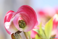 街に咲く花
