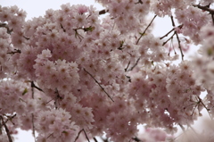 春の花