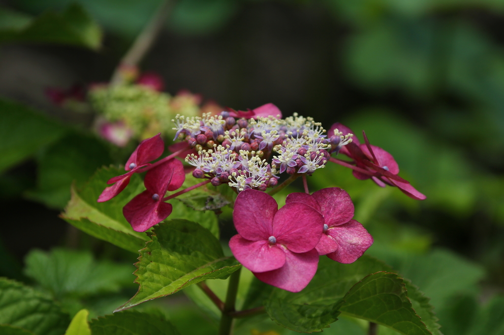 紫陽花