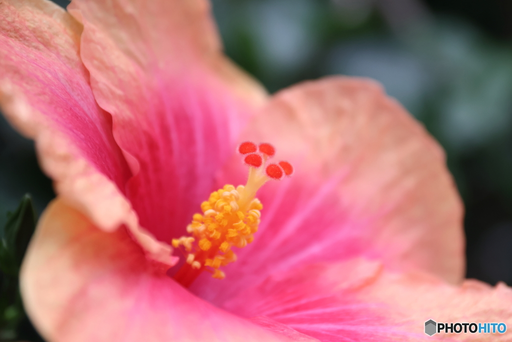 神代植物公園