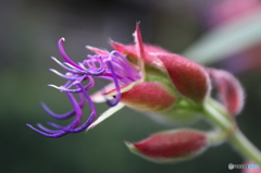 お花