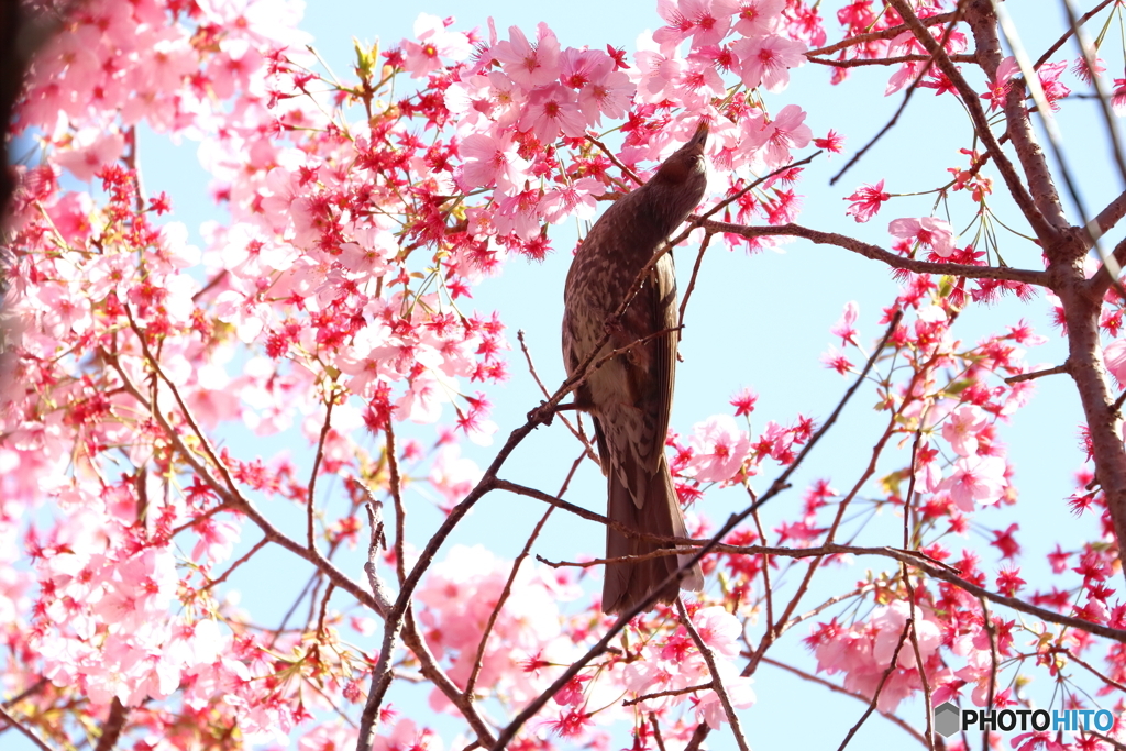桜とヒヨドリ