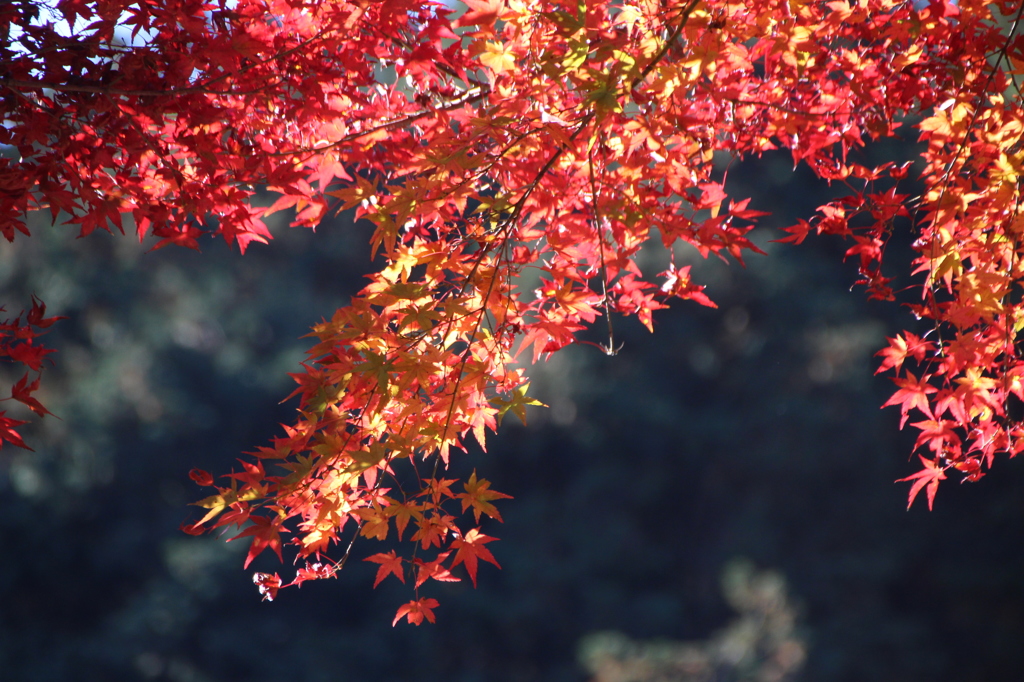 紅葉