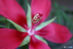 街に咲く花