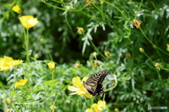 昭和記念公園