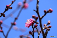 梅の花