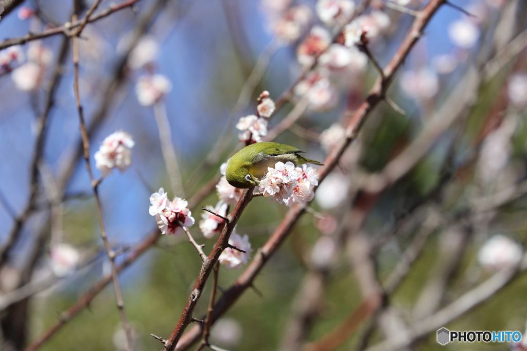 郷土の森
