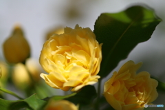 街に咲く花