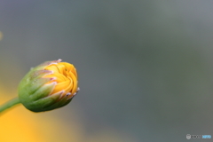 街に咲く花