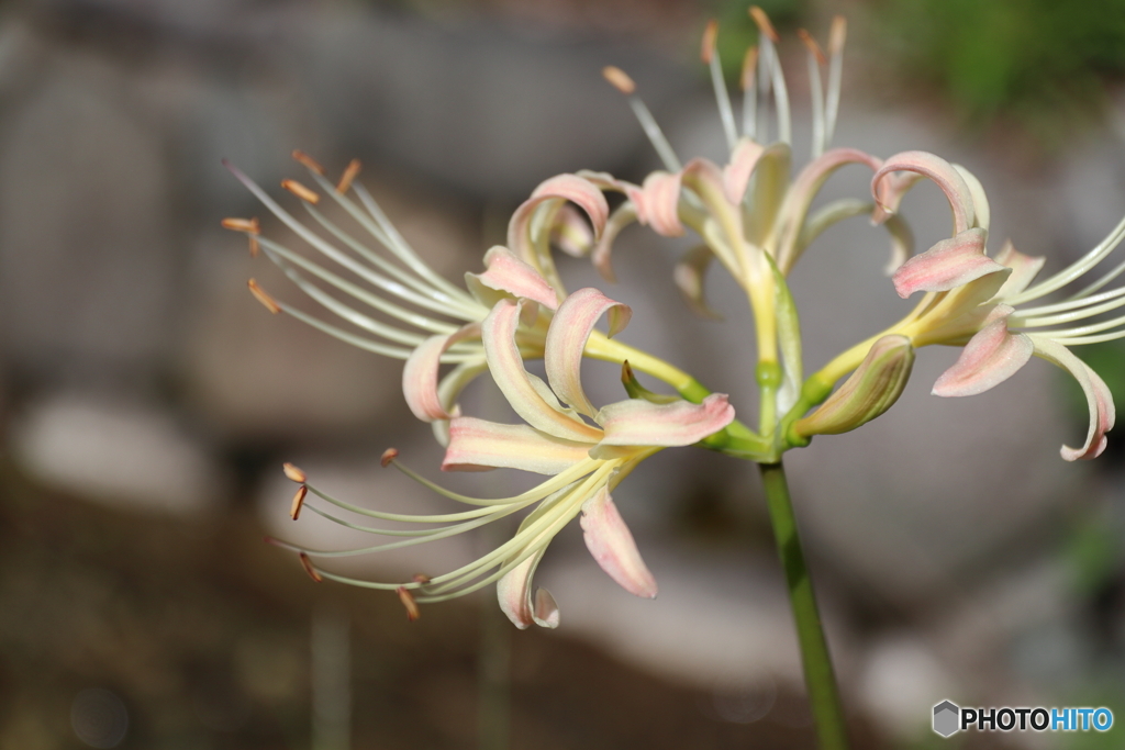 郷土の森