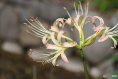 郷土の森