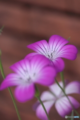 街に咲く花
