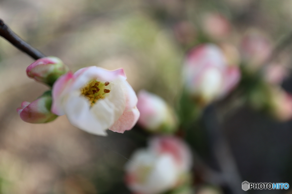 木瓜の花