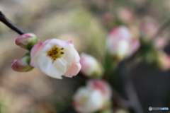 木瓜の花