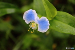 街に咲く花