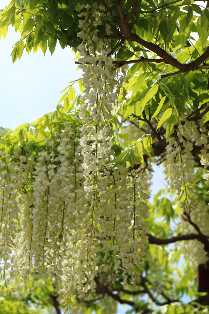 神代植物公園