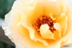 街に咲く花