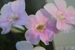 街に咲く花