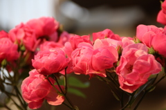 お花