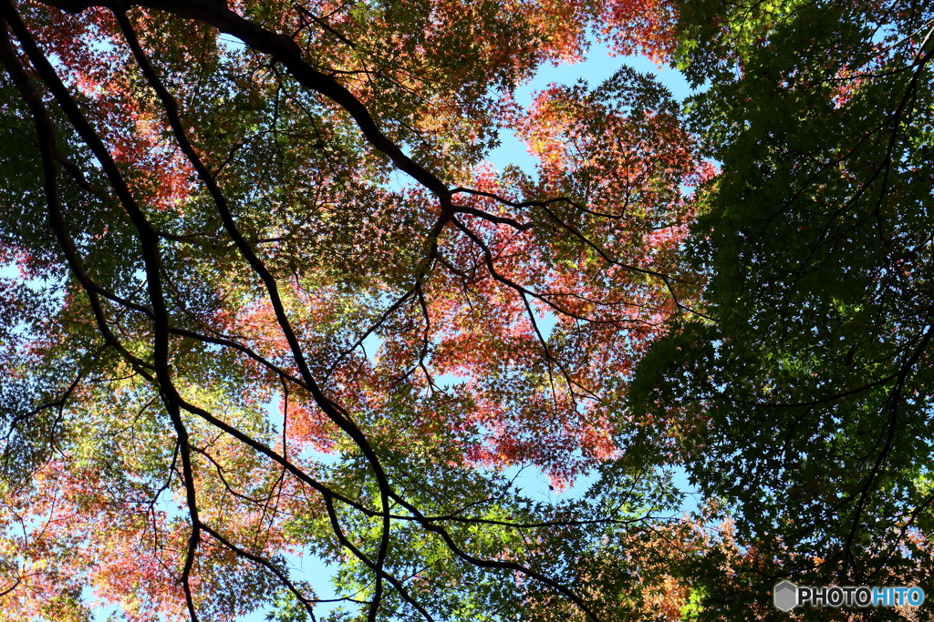 北の丸公園