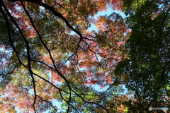 北の丸公園