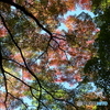 北の丸公園
