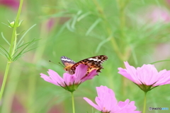 昭和記念公園