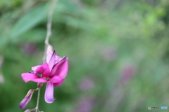 街に咲く花