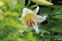 街に咲く花
