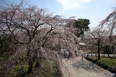 枝垂れ桜