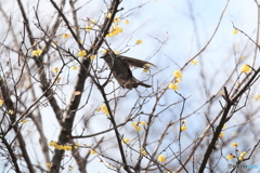 野鳥