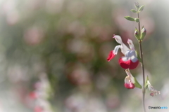 街に咲く花