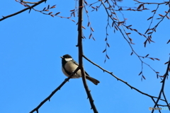 野鳥