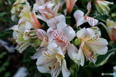 街に咲く花