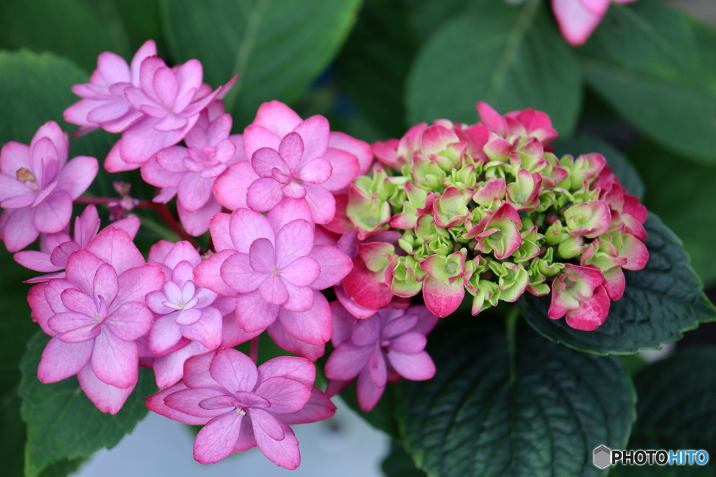 紫陽花