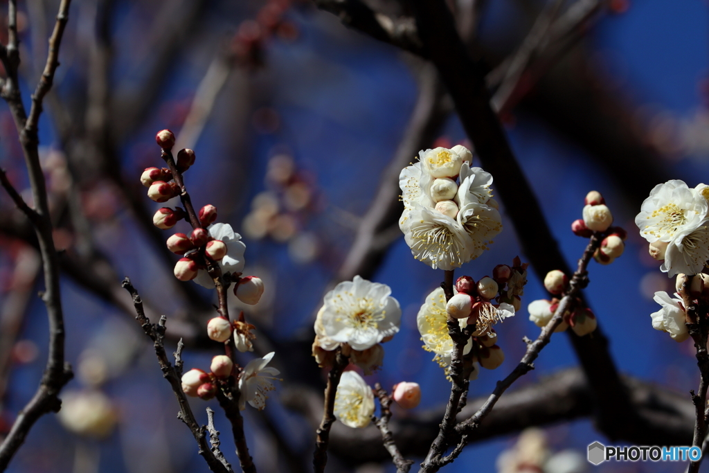 梅の花