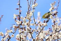 野鳥