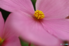神代植物公園