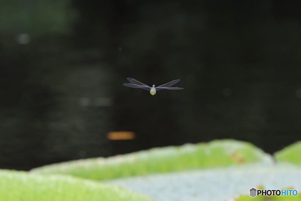 神代植物公園