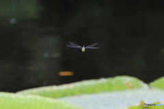 神代植物公園