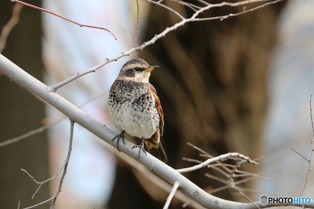 野山の鳥