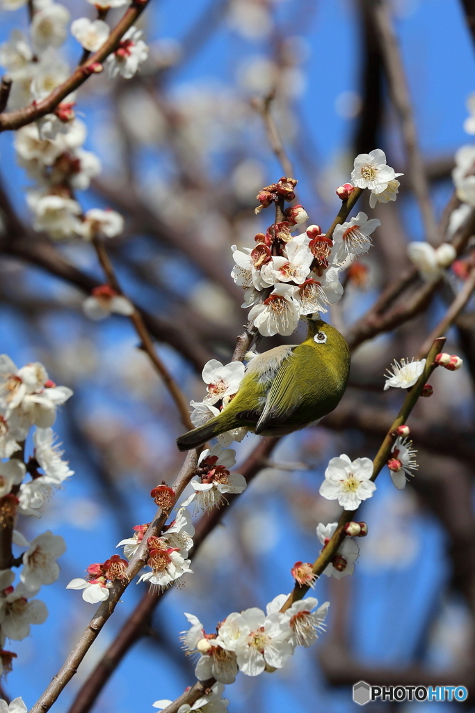 野鳥