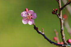 梅の花