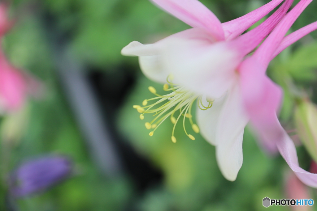 神代植物公園