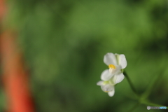 街に咲く花