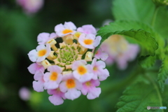 街に咲く花